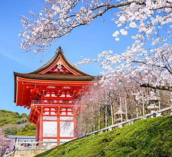 好想去日本！旅行業超前部屬「賞櫻團價格曝光」　網驚：是日幣嗎？