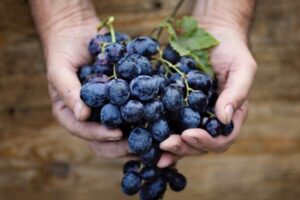 超越美、法、澳，為何高加索小國喬治亞紅酒成為飲酒新時尚？