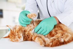 收編命定毛孩前  你還需要小心「貓抓病」