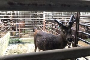 揪團找鹿去！闖關抽I phone13 鹿場新體驗超吸客