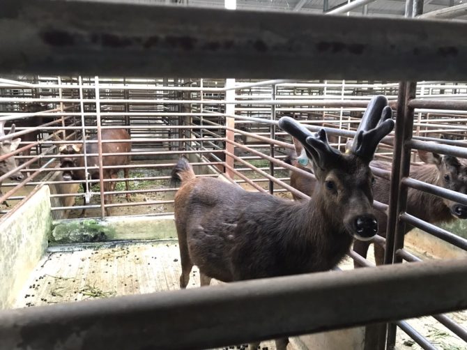 揪團找鹿去！闖關抽I phone13 鹿場新體驗超吸客