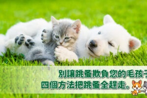 別讓跳蚤欺負您的毛孩子！四個⽅法把跳蚤全趕⾛。