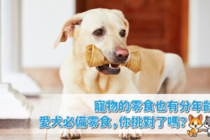 寵物的零食也有分年齡？愛犬必備零食，你挑對了嗎？