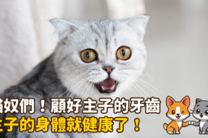 貓奴們！顧好主子的牙齒他的身體就健康了