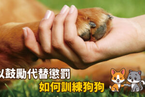 以鼓勵代替懲罰 如何訓練狗狗？