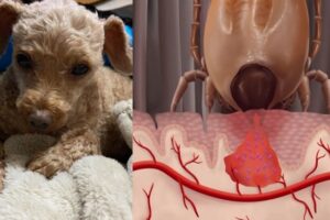 狗狗殺手「焦蟲症」 獸醫師：「12小時滅蟲最佳」