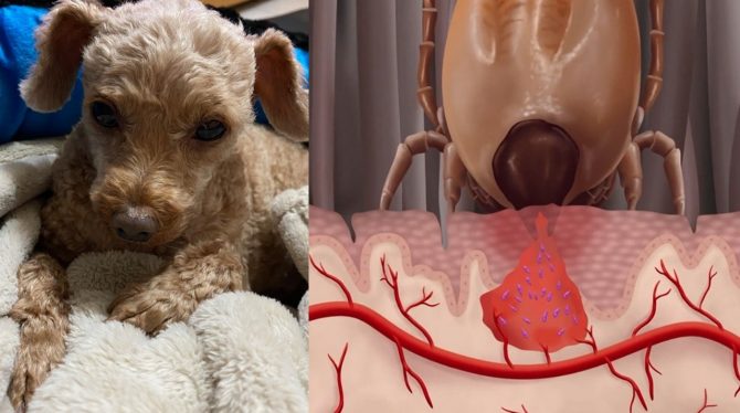 狗狗殺手「焦蟲症」 獸醫師：「12小時滅蟲最佳」