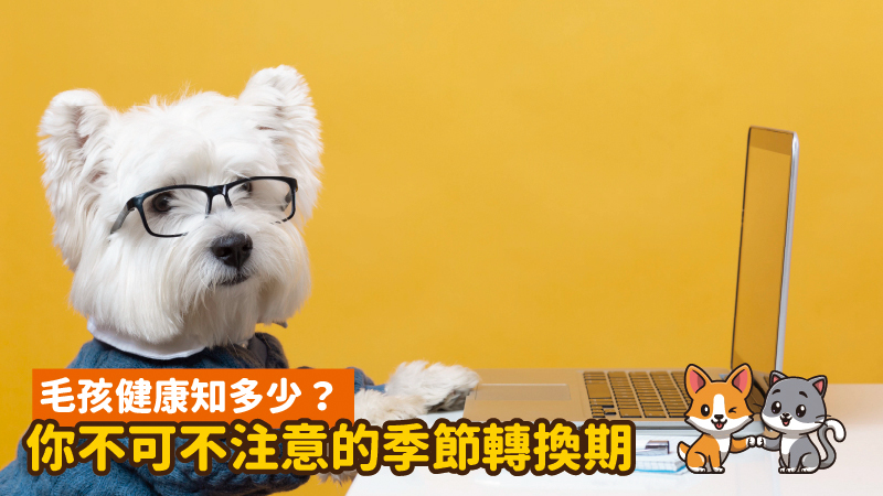 春夏季節轉換 注意養狗5原則，讓毛孩快樂一夏