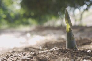 甘甜溪湖綠竹筍　鎮長黃瑞珠邀您來嘗鮮