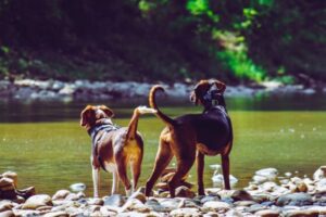 臉部黃金比例1.618 科學估算最美犬種是「它」