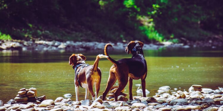 臉部黃金比例1.618 科學估算最美犬種是「它」