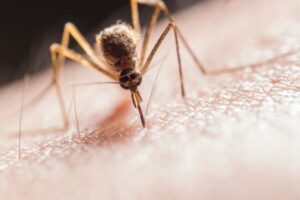 桃園市出現首例境外移入登革熱個案