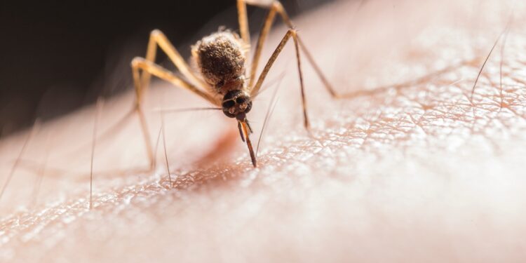 桃園市出現首例境外移入登革熱個案