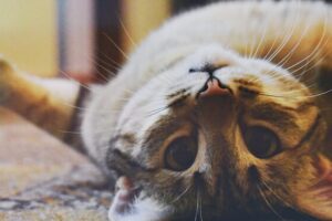 適合小家庭飼養 五種成年後依然嬌小的矮貓