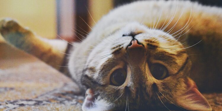 適合小家庭飼養 五種成年後依然嬌小的矮貓