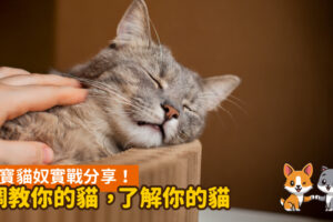 6寶貓奴實戰分享！調教你的貓，了解你的貓