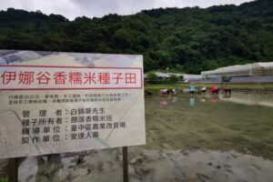 安達人壽保留全台唯一香糯米原生種，實踐「保種計畫」!