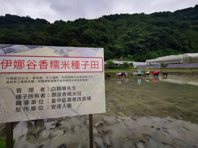 安達人壽保留全台唯一香糯米原生種，實踐「保種計畫」!