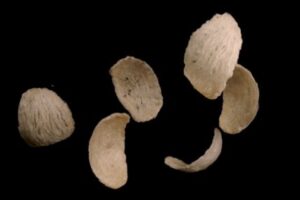 專家傳授挑選「高CP即食燕窩」重要關鍵  選錯傷錢又傷身