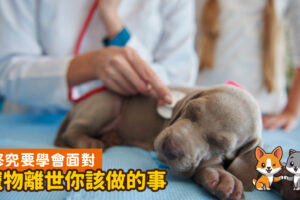 終究要學會面對-寵物離世飼主該做的5件事