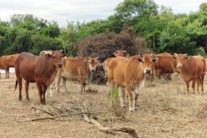 暑期遊金門 網友大推必帶超夯酒糟牛肉乾！