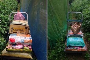 年餘古稀守護毛孩不渝  缺乏狗場亟待各方協助