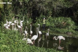動物園集錦-喜歡結伴行動的紅鶴