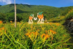 陽明山金針花季開跑了-免跑花東就能觀賞金針花海