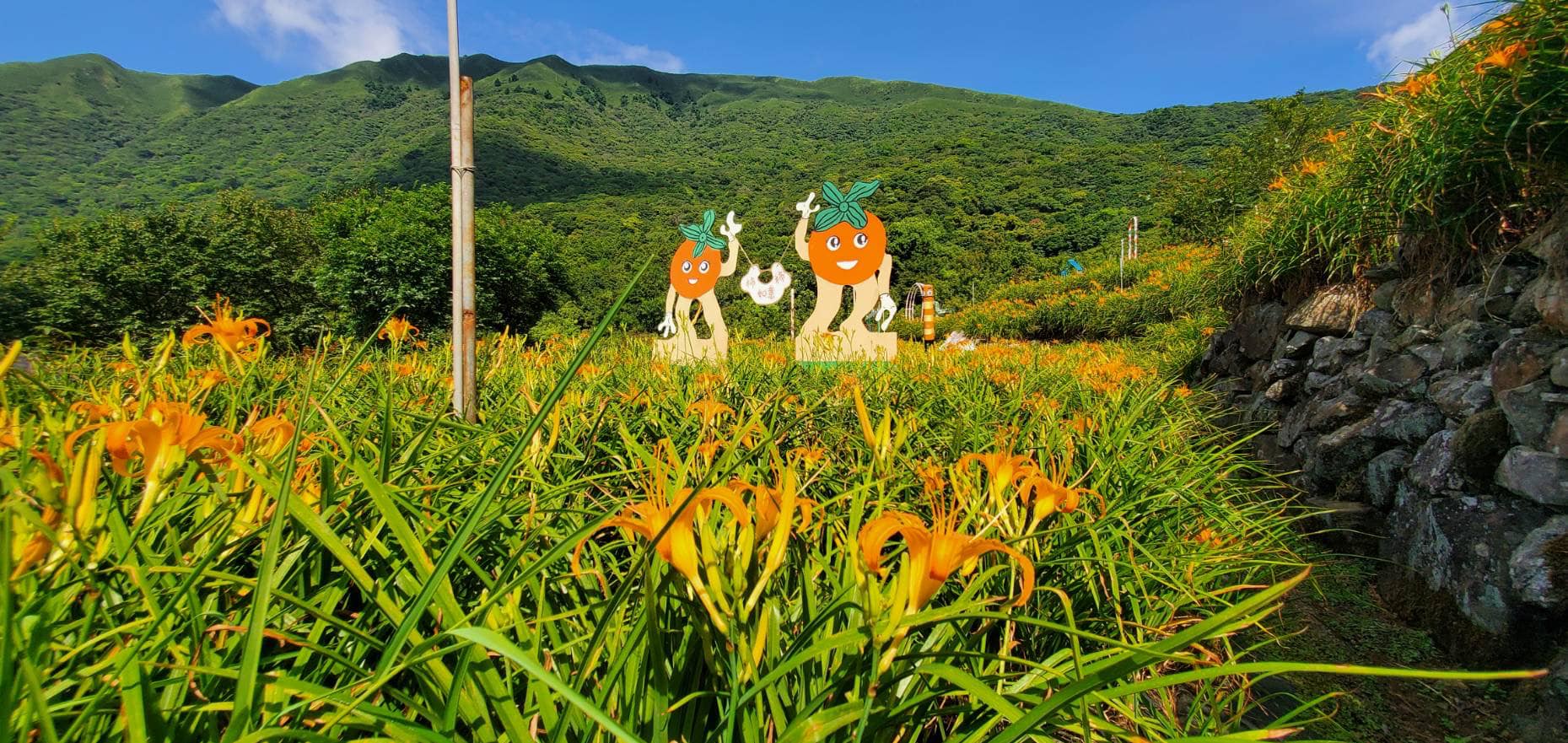 陽明山金針花季開跑了-免跑花東就能觀賞金針花海