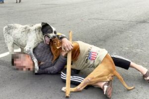 112年3月上路彼特犬禁養 未絕育飼主最高罰50萬