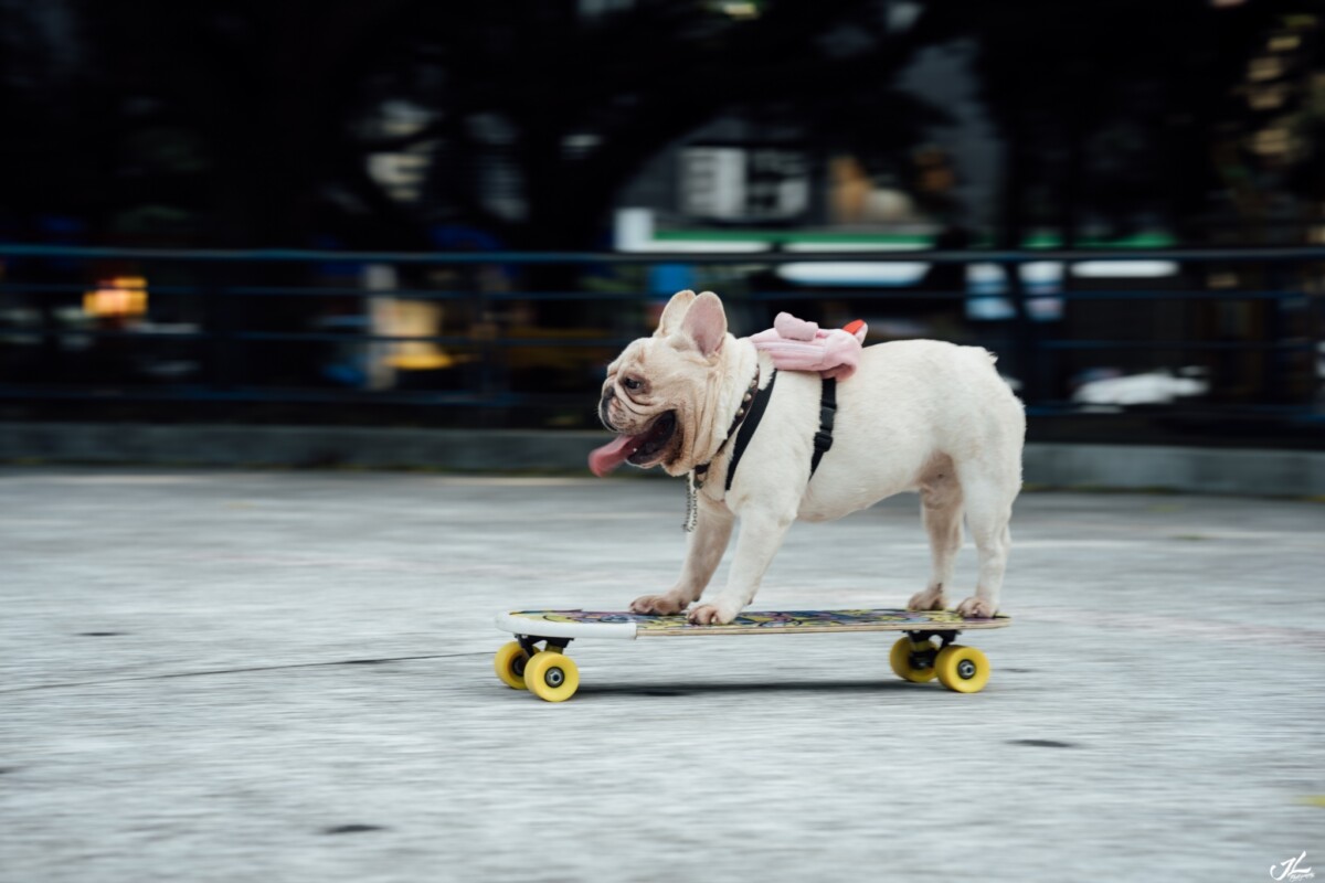 萌翻天！人氣網紅法鬥「菜包」尬舞B-boy把拔　網狂讚：地板動作有夠標準