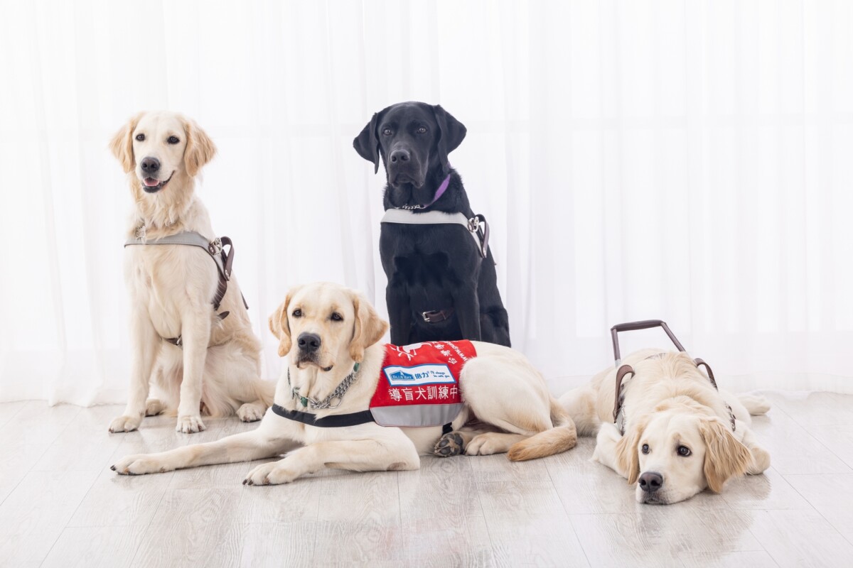 疫情下導盲犬難關重重！誤食口罩醫療費逼近30萬  倍力寵物暖推公益禮盒
