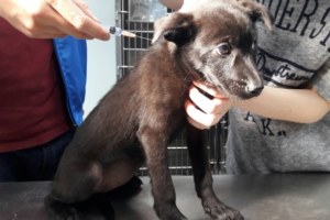 毛小孩狂犬病疫苗開打 未施打飼主裁罰3萬元