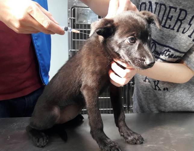 毛小孩狂犬病疫苗開打 未施打飼主裁罰3萬元