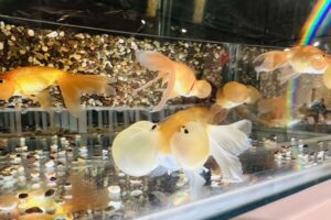 熱博「彩魚新視界」為屏東漁業及觀賞魚展示主題區