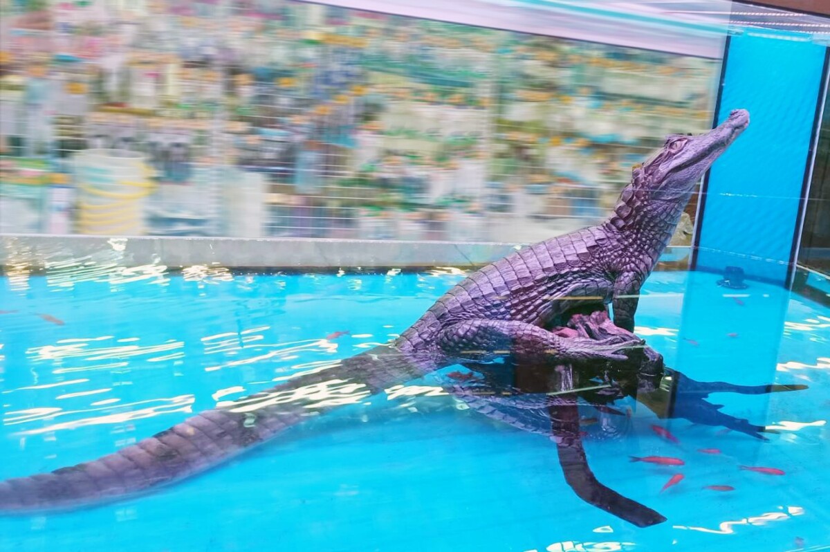 療癒系萌寵夯！龍貓、狐獴魚中魚春季魚人節營造偽出遊