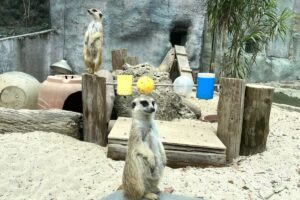 壽山動物園狐獴 「串燒覓食玩具」蟲蟲在裡面