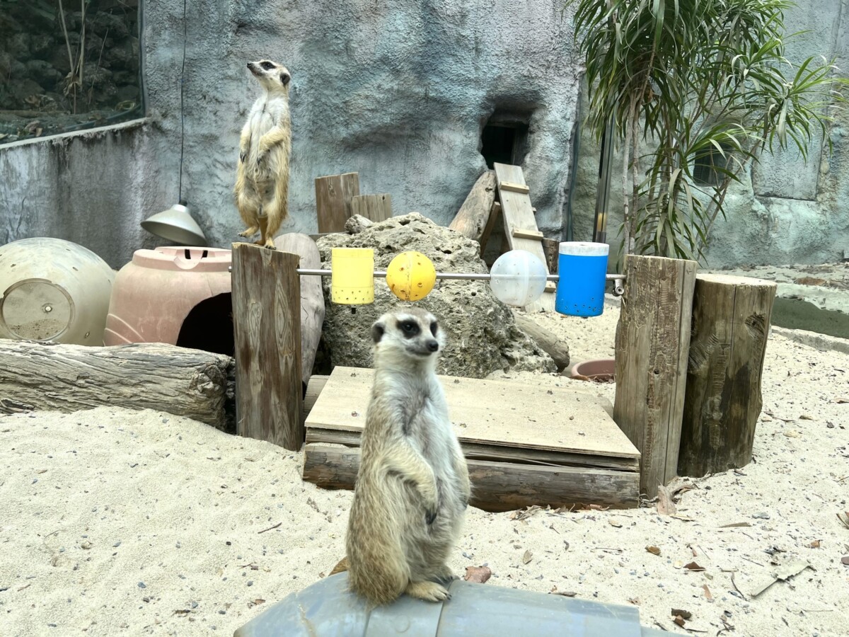 壽山動物園狐獴 「串燒覓食玩具」蟲蟲在裡面