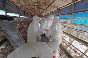 屏東養雞場確診染禽流感 撲殺1萬3千隻蛋雞