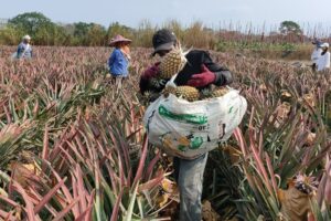 影/南部鳳梨盛產產銷失衡價跌 果農籲政府幫忙找出路