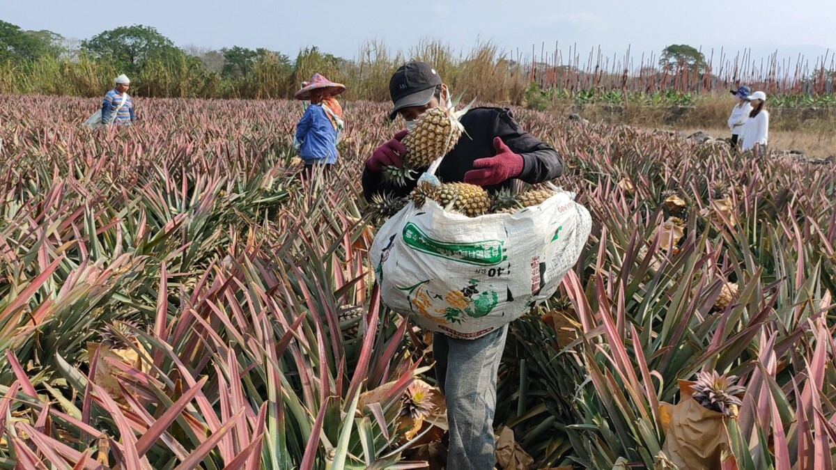 影/南部鳳梨盛產產銷失衡價跌 果農籲政府幫忙找出路