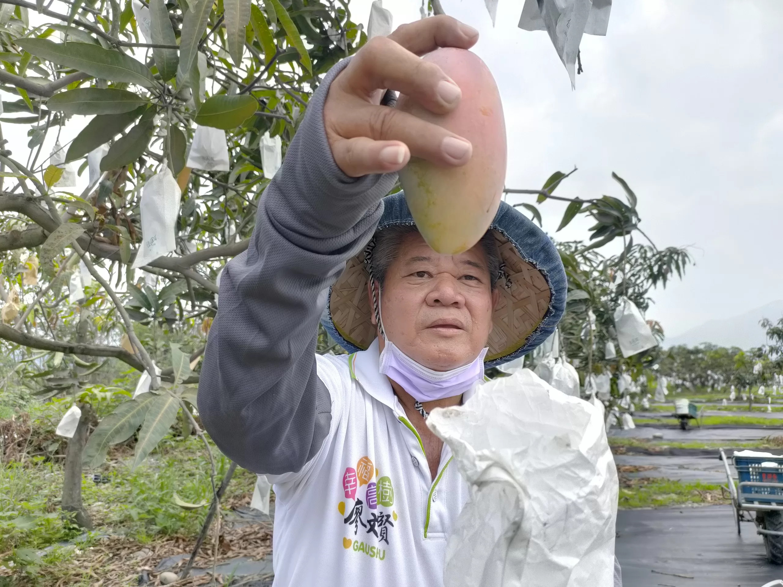 卸任村長改種農民黨一號芒果「在欉黃」網購限量