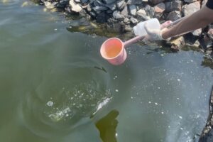 屏東石斑魚全數未檢出藥物殘留