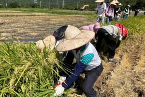 四重溪溫泉米「稻町來割稻」體驗農村樂