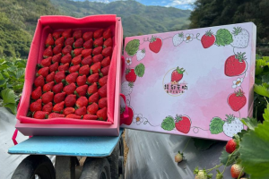 大湖優質草莓嚐鮮 在地小農推新鮮宅配到府