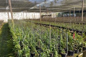 「開元草本」創辦人黃得芫 打造1千坪鐵皮石斛園區 全程一條龍經營