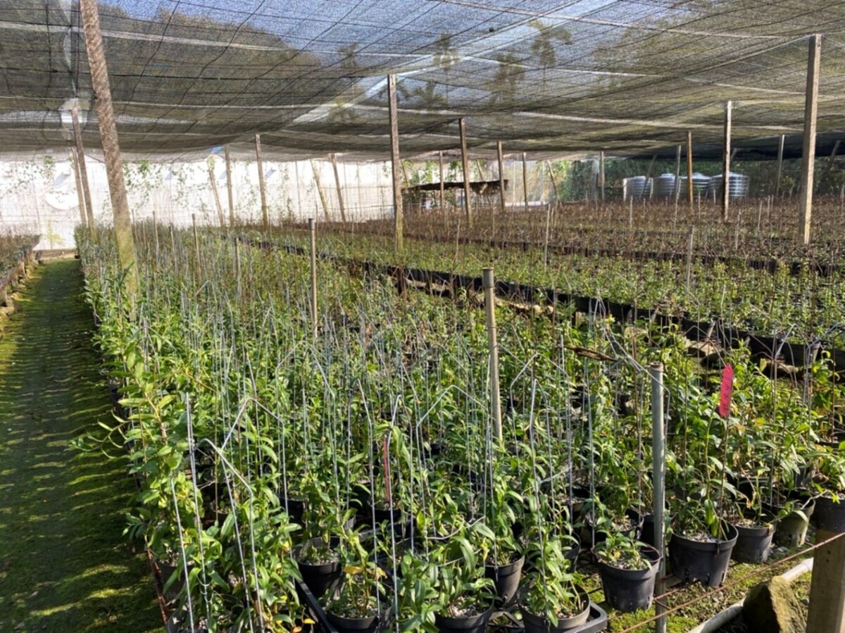 「開元草本」創辦人黃得芫 打造1千坪鐵皮石斛園區 全程一條龍經營