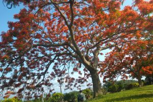 樂遊造橋－桐花小旅行