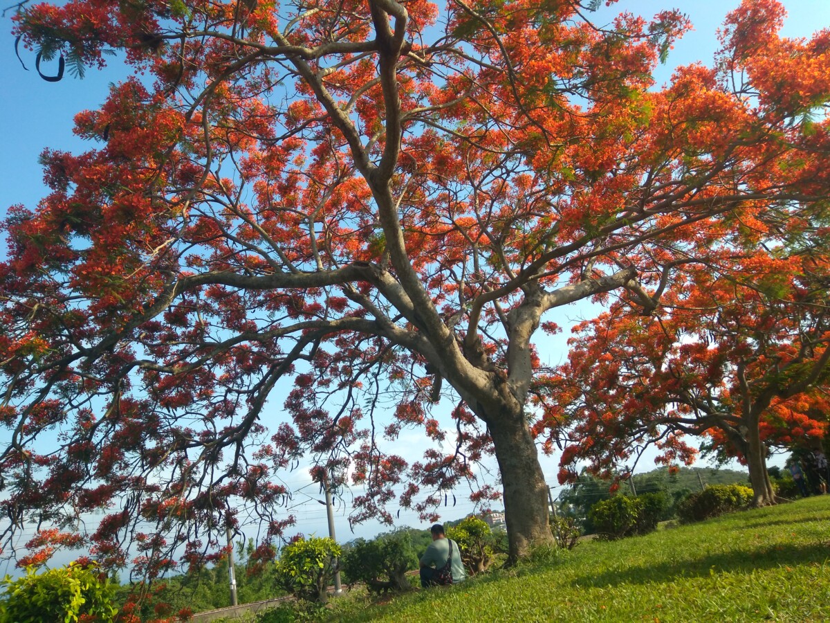 樂遊造橋－桐花小旅行