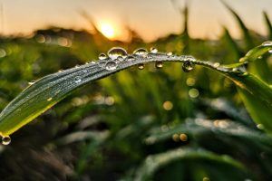 開啟永續未來的希望   Cycitrus杉與橙定義「油芒」新價值